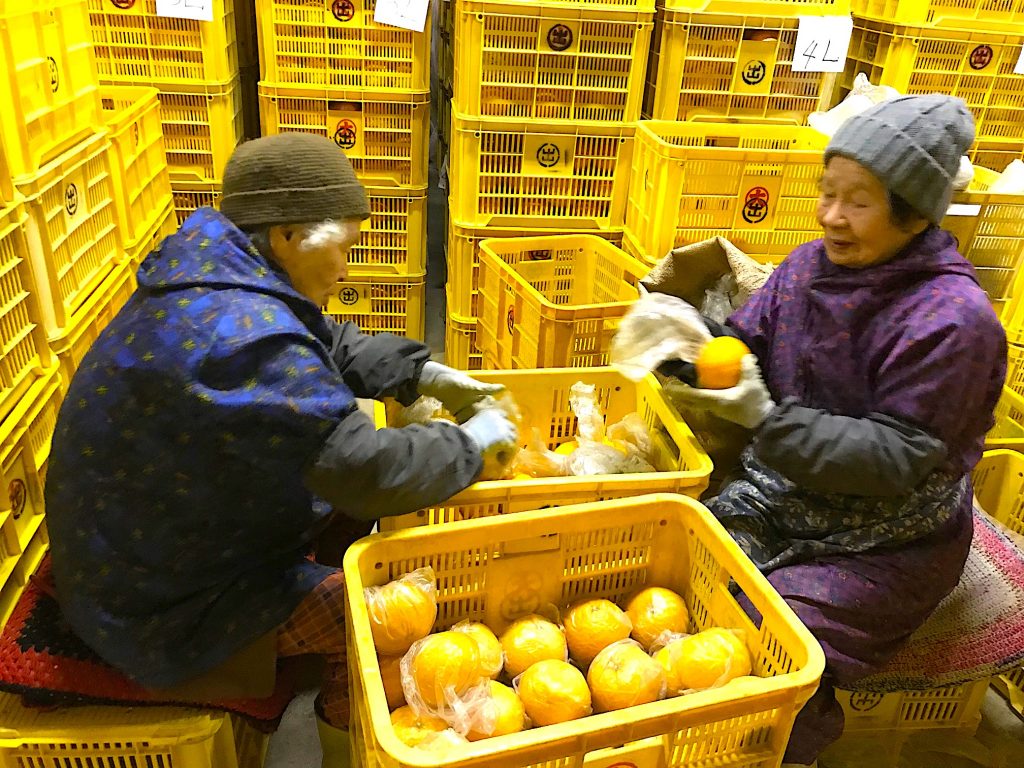 倉庫で柑橘の鮮度を保つための作業